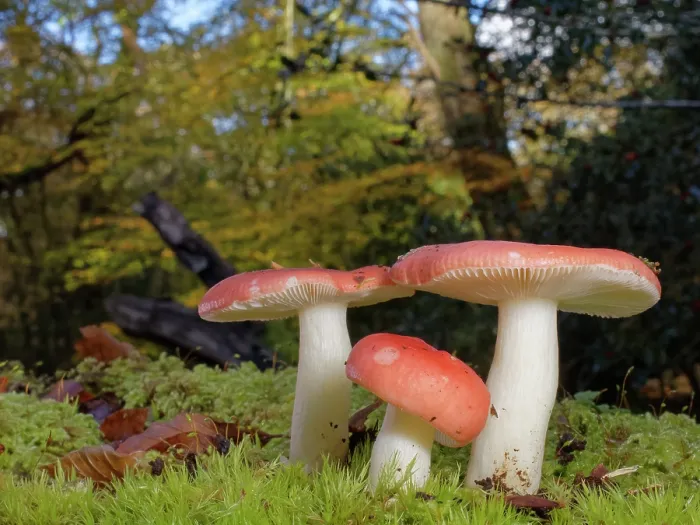 Framed Print : Brittlegill (Russula sp.) mushroom clump fruiting on a mossy woodland floor, New Forest, Hampshire, England, UK. November Framed Print : Brittlegill (Russula sp.) mushroom clump fruiting on a mossy woodland floor, New Forest, Hampshire, England, UK. November