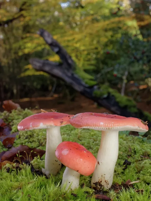 Framed Print : Brittlegill (Russula sp.) mushroom clump fruiting on a mossy woodland floor, New Forest, Hampshire, England, UK. November Framed Print : Brittlegill (Russula sp.) mushroom clump fruiting on a mossy woodland floor, New Forest, Hampshire, England, UK. November