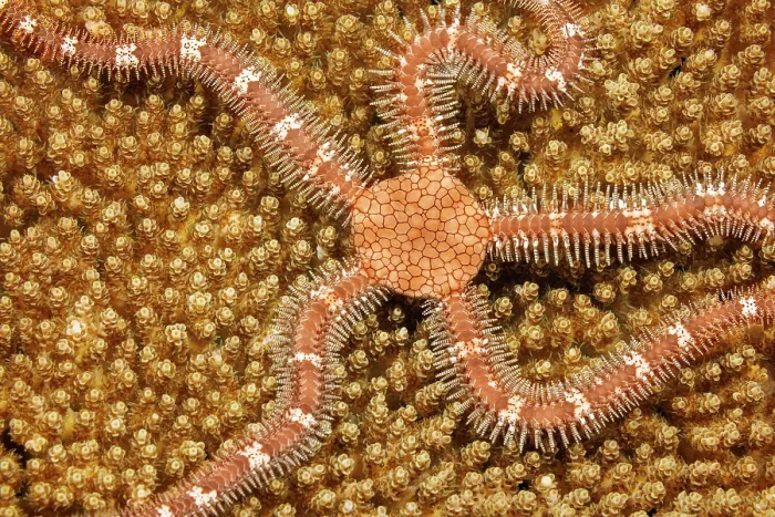 Framed Print : Brittlestar (Ophiothrix sp.) camouflaged on hard coral, Yap, Federated States of Micronesia, Pacific Ocean Framed Print : Brittlestar (Ophiothrix sp.) camouflaged on hard coral, Yap, Federated States of Micronesia, Pacific Ocean