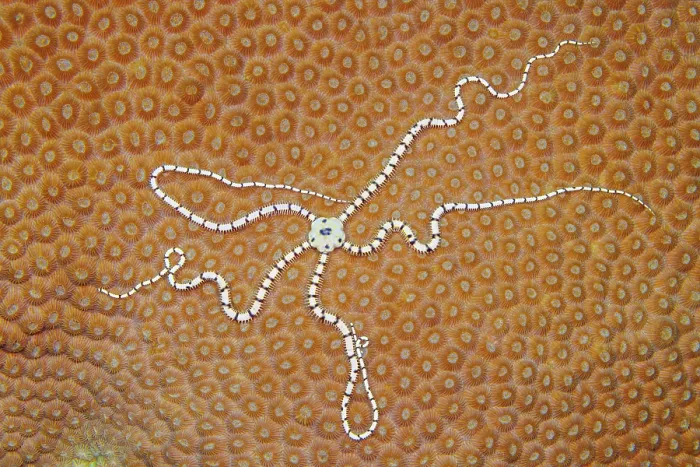 Framed Print : Brittlestar (Ophiothrix sp.) on hard coral, Yap, Federated States of Micronesia, Pacific Ocean Framed Print : Brittlestar (Ophiothrix sp.) on hard coral, Yap, Federated States of Micronesia, Pacific Ocean