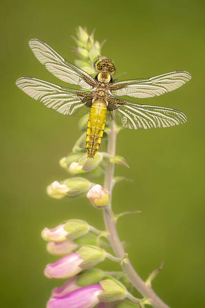 Broad-bodied chaser dragonfly (Libellula depressa) juvenile resting on foxglove