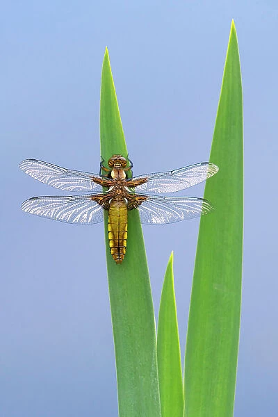 Broad-bodied chaser dragonfly (Libellula depressa) resting on reeds. Cornwall, England, UK. April