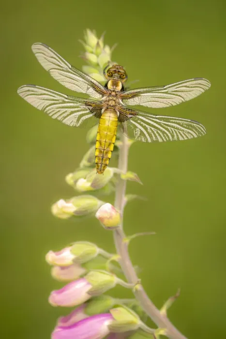 Framed Print : Broad-bodied chaser dragonfly (Libellula depressa) juvenile resting on foxglove Framed Print : Broad-bodied chaser dragonfly (Libellula depressa) juvenile resting on foxglove