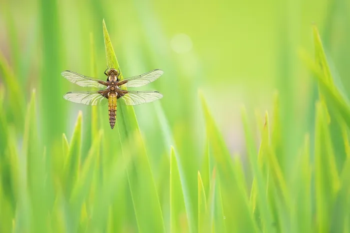 Framed Print : Broad-bodied chaser dragonfly (Libellula depressa) resting on Yellow iris (Iris pseudacorus) leaves, Broxwater, Cornwall, UK, April