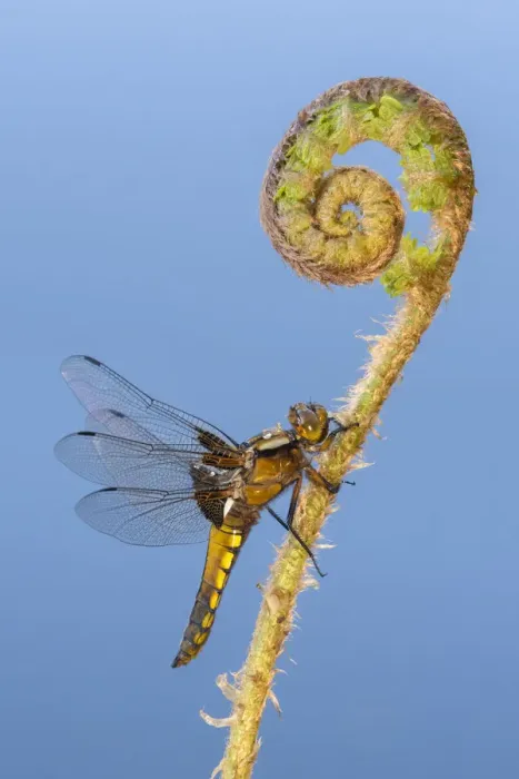 Framed Print : Broad-bodied chaser (Libellula depressa) dragonfly resting on an uncurling fern Framed Print : Broad-bodied chaser (Libellula depressa) dragonfly resting on an uncurling fern