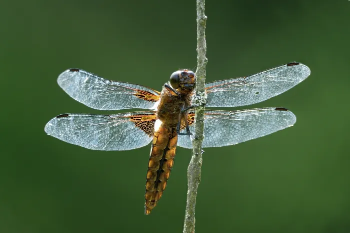 Framed Print : Broad-bodied chaser (Libellula depressa) female, portrait, Upper Bavaria, Germany. July Framed Print : Broad-bodied chaser (Libellula depressa) female, portrait, Upper Bavaria, Germany. July