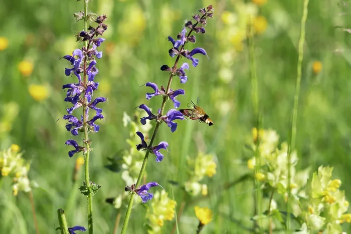 Framed Print : Broad-bordered bee hawk-moth (Hemaris fuciformis) feeding on Sage flower (Salvia pratensis) Bavaria, Germany. May Framed Print : Broad-bordered bee hawk-moth (Hemaris fuciformis) feeding on Sage flower (Salvia pratensis) Bavaria, Germany. May