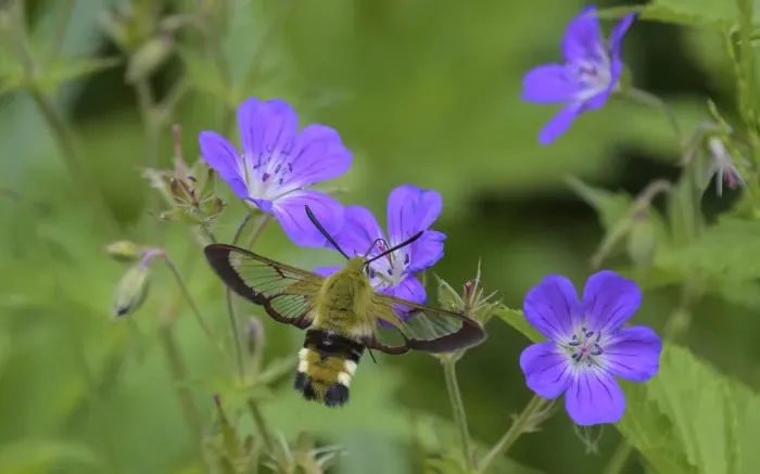 Framed Print : Broad-bordered bee hawk-moth (Hemaris fuciformis) nectaring from Wood cranesbill (Geranium sylvaticum), Finland. June