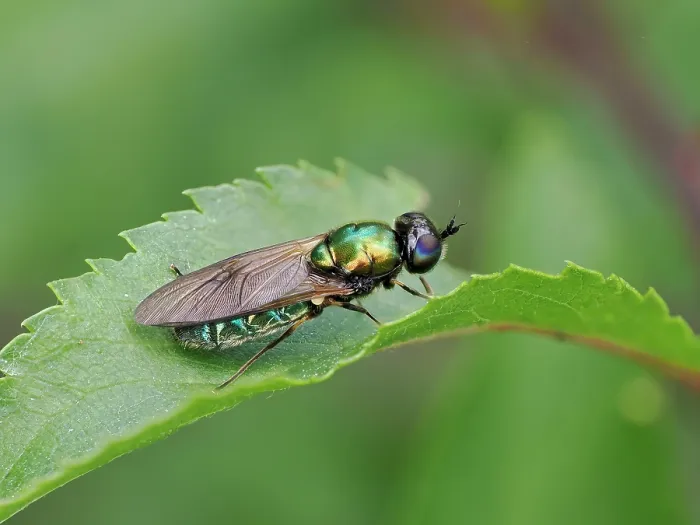 Framed Print : Broad centurian soldier fly (Chloromyia formosa) female, resting on a leaf, Hertfordshire, England, UK. June. Focus stacked Framed Print : Broad centurian soldier fly (Chloromyia formosa) female, resting on a leaf, Hertfordshire, England, UK. June. Focus stacked
