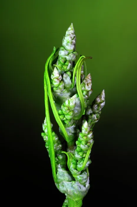 Framed Print : Broad-leaved dock (Rumex obtusifolius) in bud, close up, Dorset, England, UK. June. Studio shot Framed Print : Broad-leaved dock (Rumex obtusifolius) in bud, close up, Dorset, England, UK. June. Studio shot