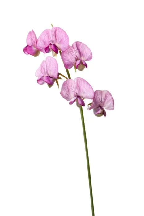 Framed Print : Broad leaved everlasting pea (Lathyrus latifolius) in flower, Queyras, France, June 2009 Framed Print : Broad leaved everlasting pea (Lathyrus latifolius) in flower, Queyras, France, June 2009