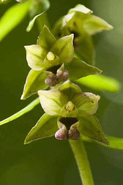 Broad-leaved helleborine (Epipactis helleborine) an orchid of woodland shade