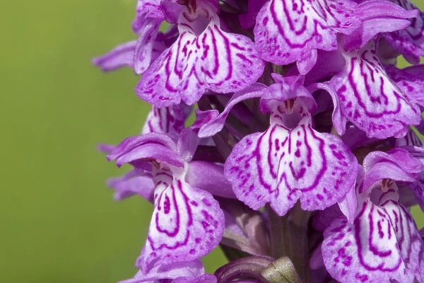 Broad-leaved  /  Irish marsh orchid (Dactylorhiza majalis) flowers, Nordtirol, Austrian Alps