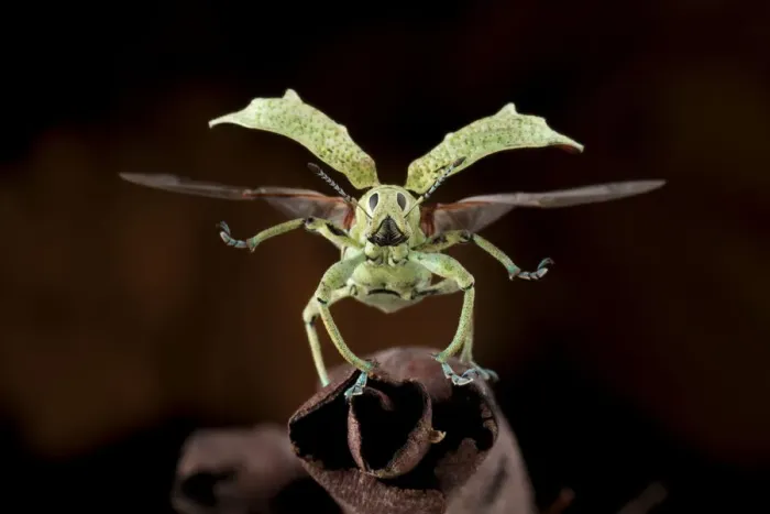 Framed Print : Broad-nosed weevil (Compsus sp. ) about to take off with wing elytra raised and wings extended