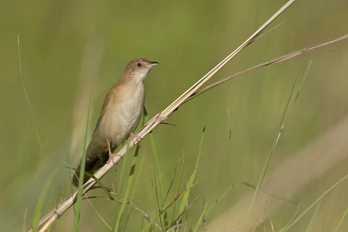 Framed Print : Broad-tailed warbler (Schoenicola platyurus) perched on grass stem, Sani Pass, KwaZulu Natal, South Africa Framed Print : Broad-tailed warbler (Schoenicola platyurus) perched on grass stem, Sani Pass, KwaZulu Natal, South Africa