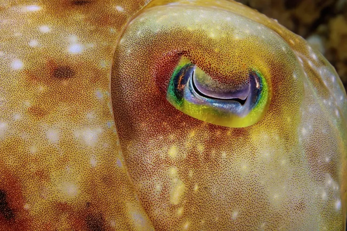 Framed Print : Broadclub cuttlefish (Sepia latimanus) eye detail, Guam, Micronesia, Pacific Ocean Framed Print : Broadclub cuttlefish (Sepia latimanus) eye detail, Guam, Micronesia, Pacific Ocean