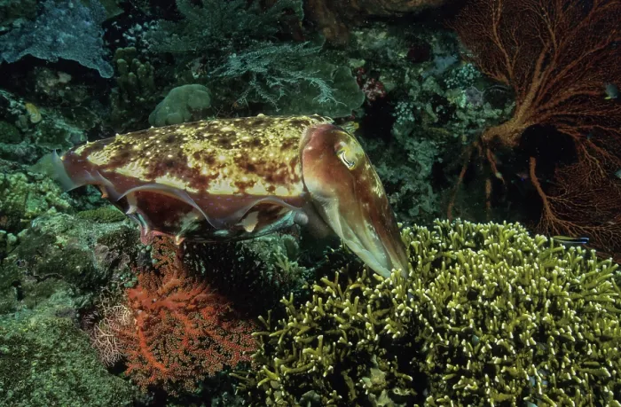 Framed Print : Broadclub cuttlefish (Sepia latimanus) female, reaching down into a colony of stinging hydrocoral to deposit an egg, Bunaken Marine National Park, North Sulawesi Island Framed Print : Broadclub cuttlefish (Sepia latimanus) female, reaching down into a colony of stinging hydrocoral to deposit an egg, Bunaken Marine National Park, North Sulawesi Island