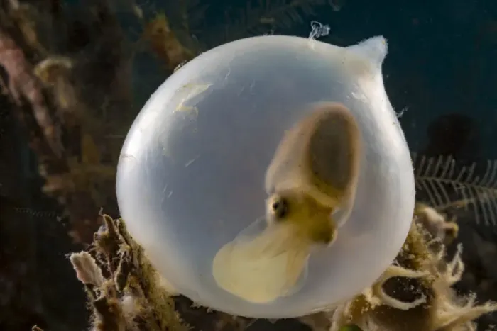 Framed Print : Broadclub cuttlefish (Sepia latimanus) in translucent egg casing on the reef, Philippines