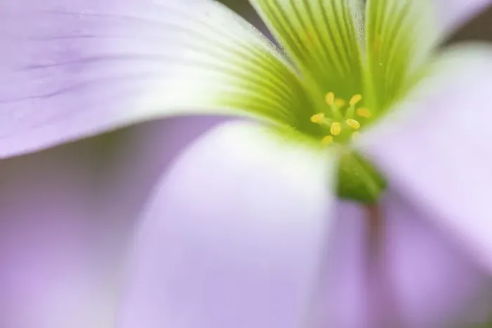 Framed Print : Broadleaf woodsorrel (Oxalis latifolia) in flower, close up. Milpa Alta forest, outskirts of Mexico City, Mexico. August Framed Print : Broadleaf woodsorrel (Oxalis latifolia) in flower, close up. Milpa Alta forest, outskirts of Mexico City, Mexico. August