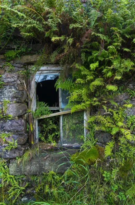 Framed Print : Broken window overgrown with ferns, Kells Seaside Area, Ring of Kerry, Iveragh Peninsula Framed Print : Broken window overgrown with ferns, Kells Seaside Area, Ring of Kerry, Iveragh Peninsula