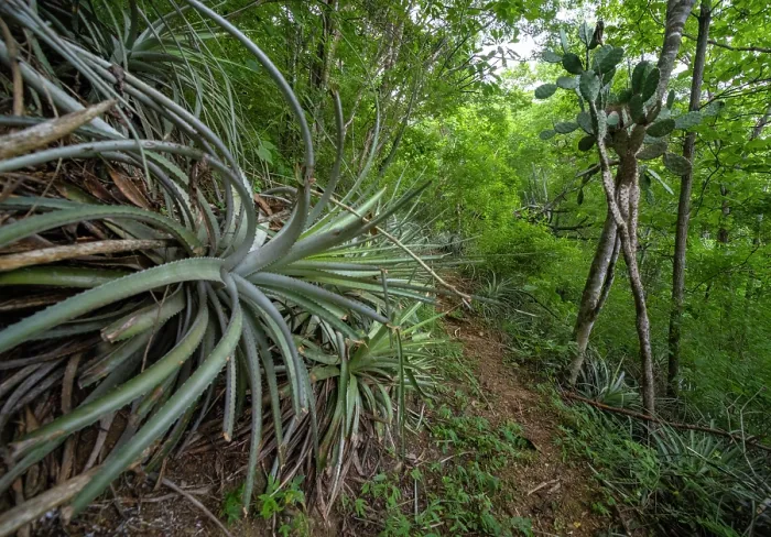 Framed Print : Bromeliad plant 'Pina de Coche' (Hechtia guatemalensis) in dry forest habitat in the Motagua Valley Framed Print : Bromeliad plant 'Pina de Coche' (Hechtia guatemalensis) in dry forest habitat in the Motagua Valley