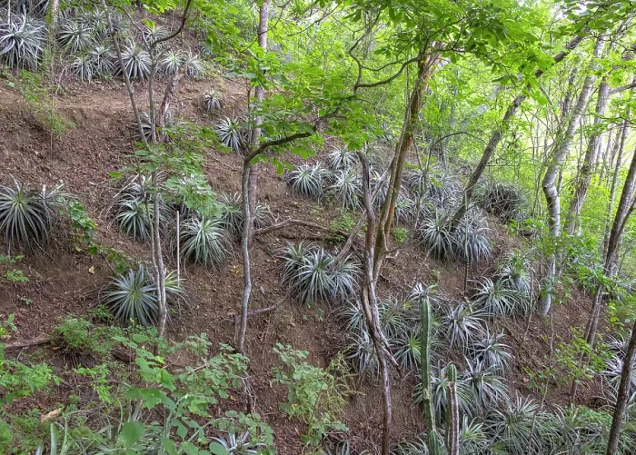 Framed Print : Bromeliad plant 'Pina de Coche' (Hechtia guatemalensis) in dry forest habitat in the Motagua Valley Framed Print : Bromeliad plant 'Pina de Coche' (Hechtia guatemalensis) in dry forest habitat in the Motagua Valley