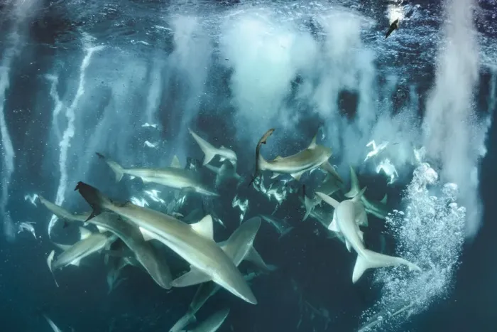 Framed Print : Bronze whaler shark (Carcharhinus brachyurus) group feeding alongside Cape gannet Framed Print : Bronze whaler shark (Carcharhinus brachyurus) group feeding alongside Cape gannet