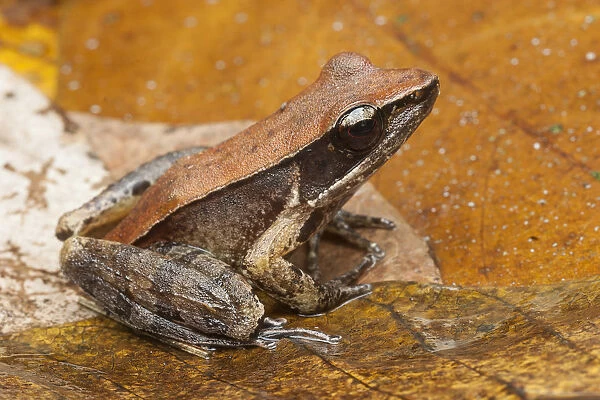 Bronzed frog  /  Common Wood Frog (Hylarana temporalis) Sri Lanka