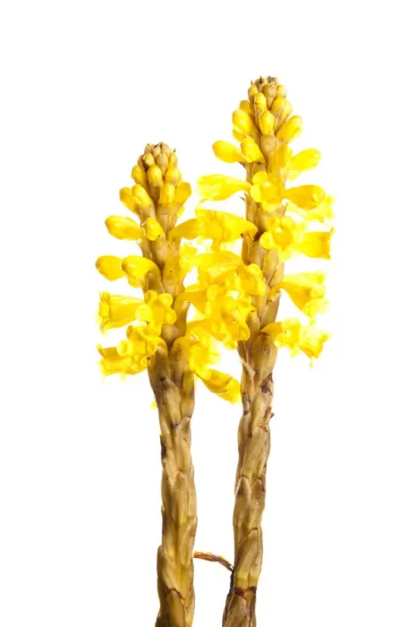 Framed Print : Broomrape (Cistanche phelypaea) in flower, Huelva, Spain, April 2009 Framed Print : Broomrape (Cistanche phelypaea) in flower, Huelva, Spain, April 2009