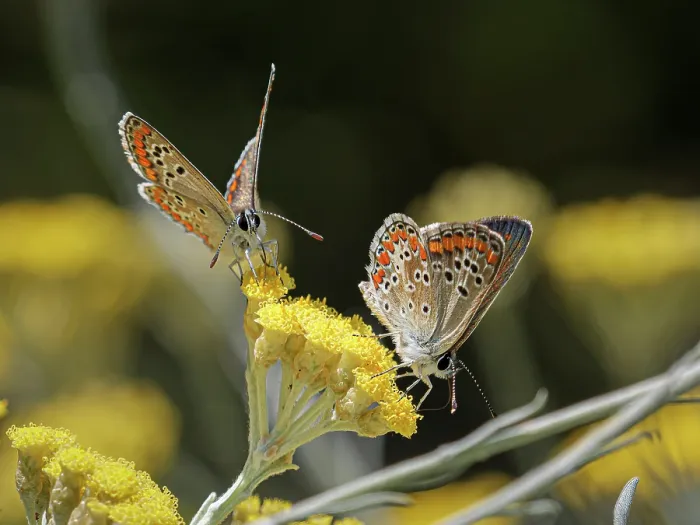 Framed Print : Two Brown argus butterflies (Aricia agestis) nectaring on flower, Podere Montecucco, Orvieto, Italy. August Framed Print : Two Brown argus butterflies (Aricia agestis) nectaring on flower, Podere Montecucco, Orvieto, Italy. August