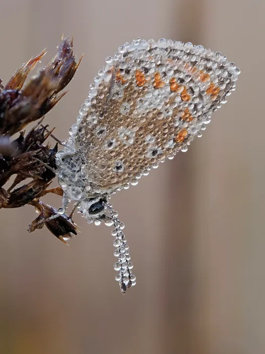 Framed Print : Brown argus butterfly (Aricia agestis) roosting at dawn covered in dew, Hertfordshire, England, UK. August. Focus stacked Framed Print : Brown argus butterfly (Aricia agestis) roosting at dawn covered in dew, Hertfordshire, England, UK. August. Focus stacked