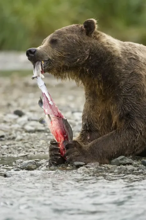 Framed Print : Brown bear / Coastal Grizzly Bear, (Ursus arctos) feeding on Pink Salmon, during Framed Print : Brown bear / Coastal Grizzly Bear, (Ursus arctos) feeding on Pink Salmon, during