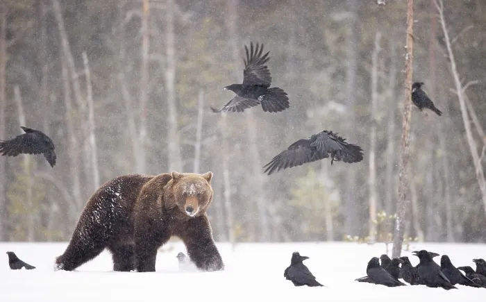 Framed Print : Brown bear (Ursus arctos) approaching a flock of Ravens (Corvus corax) in the snow in woodland, Finland. April