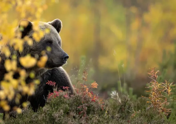 Framed Print : Brown bear (Ursus arctos) in autumnal forest, Finland, September Framed Print : Brown bear (Ursus arctos) in autumnal forest, Finland, September