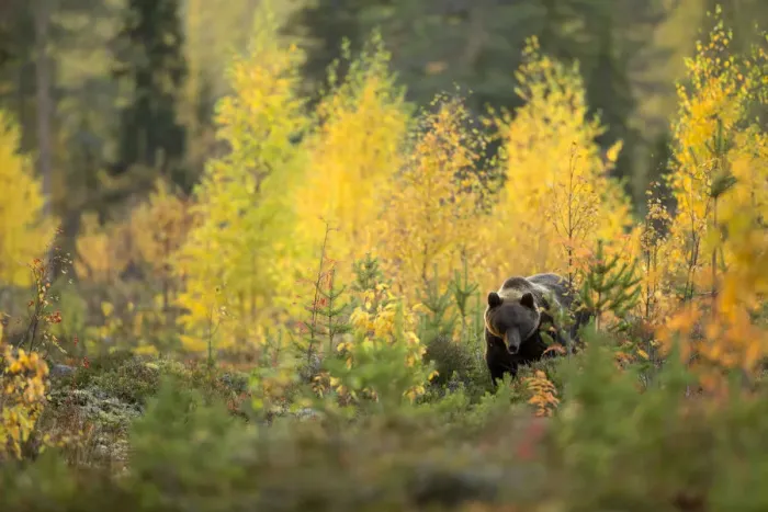 Framed Print : Brown bear (Ursus arctos) in autumnal forest, Finland, September Framed Print : Brown bear (Ursus arctos) in autumnal forest, Finland, September