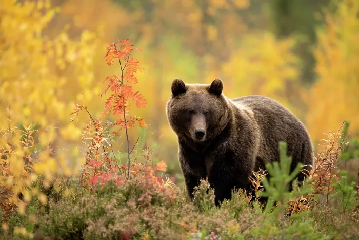 Framed Print : Brown bear (Ursus arctos) in autumnal forest, Finland, September Framed Print : Brown bear (Ursus arctos) in autumnal forest, Finland, September