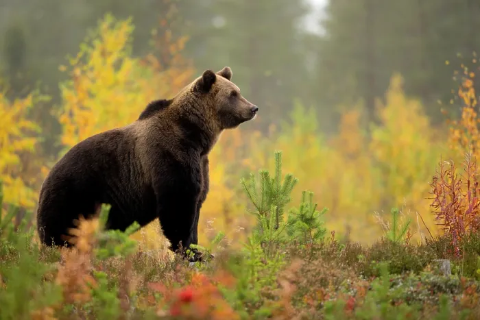 Framed Print : Brown bear (Ursus arctos) in autumnal forest, Finland, September Framed Print : Brown bear (Ursus arctos) in autumnal forest, Finland, September