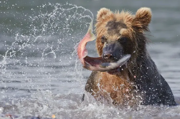 Framed Print : Brown bear (Ursus arctos) catching migration salmon in river, Kamchatka, Far east Russia Framed Print : Brown bear (Ursus arctos) catching migration salmon in river, Kamchatka, Far east Russia