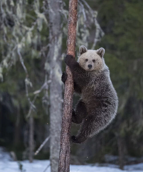 Brown bear (Ursus arctos), climbing tree in snow, Finland, May