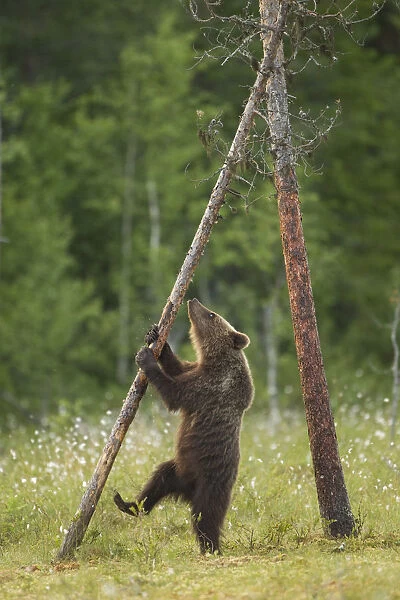 Brown Bear (Ursus arctos), cub climbing a tree, Finland, July