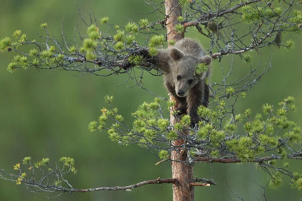 Brown Bear (Ursus arctos) cub climbing up a tree. Finland, July