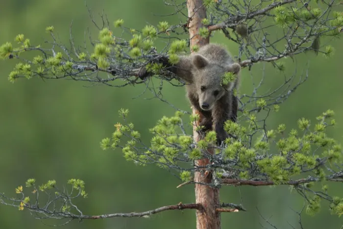 Framed Print : Brown Bear (Ursus arctos) cub climbing up a tree. Finland, July Framed Print : Brown Bear (Ursus arctos) cub climbing up a tree. Finland, July