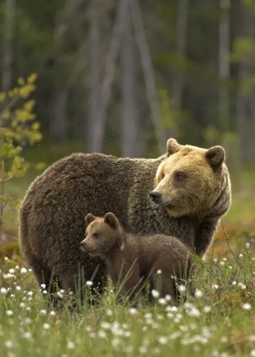 Framed Print : Brown Bear (Ursus arctos) and cub. Finland, Europe, June Framed Print : Brown Bear (Ursus arctos) and cub. Finland, Europe, June