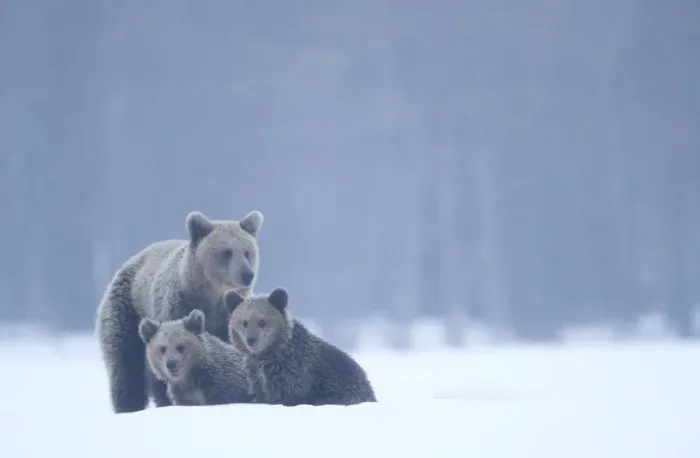 Framed Print : Brown bear (Ursus arctos) and cubs in the snow, Finland, April Framed Print : Brown bear (Ursus arctos) and cubs in the snow, Finland, April