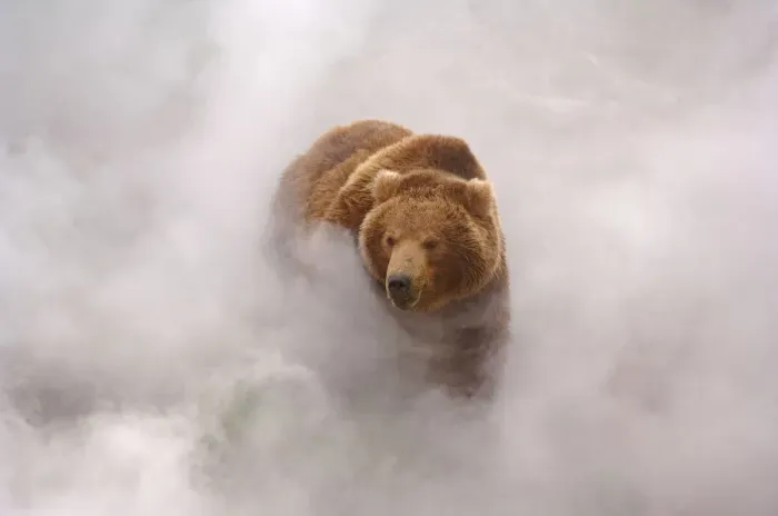 Framed Print : Brown bear {Ursus arctos} enjoys hot steam from a geyser in Valley of the Geysers Framed Print : Brown bear {Ursus arctos} enjoys hot steam from a geyser in Valley of the Geysers