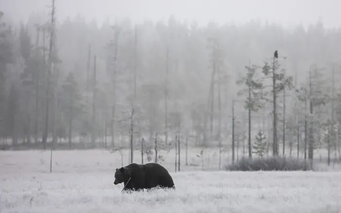 Framed Print : Brown bear (Ursus arctos) at its fattest prior to hibernation, walking across snowy landscape, Finland. October Framed Print : Brown bear (Ursus arctos) at its fattest prior to hibernation, walking across snowy landscape, Finland. October