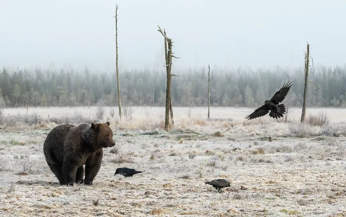 Framed Print : Brown bear (Ursus arctos) at its fattest prior to hibernation, watching birds in frosty grassland, Finland. October Framed Print : Brown bear (Ursus arctos) at its fattest prior to hibernation, watching birds in frosty grassland, Finland. October