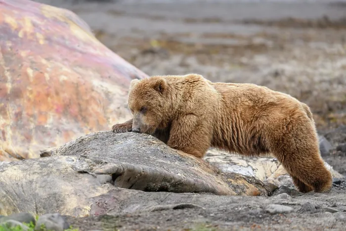 Framed Print : Brown bear (Ursus arctos) feeding on whale carcass on beach, Katmai National Park, Alaska, USA. June Framed Print : Brown bear (Ursus arctos) feeding on whale carcass on beach, Katmai National Park, Alaska, USA. June