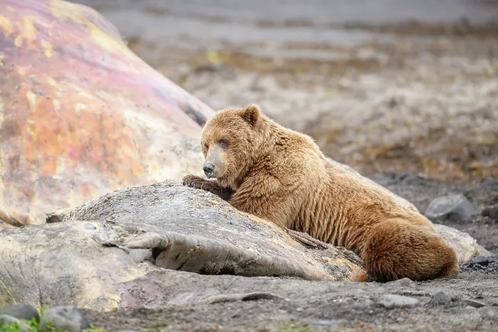 Framed Print : Brown bear (Ursus arctos) feeding on whale carcass on beach, Katmai National Park, Alaska, USA. June Framed Print : Brown bear (Ursus arctos) feeding on whale carcass on beach, Katmai National Park, Alaska, USA. June