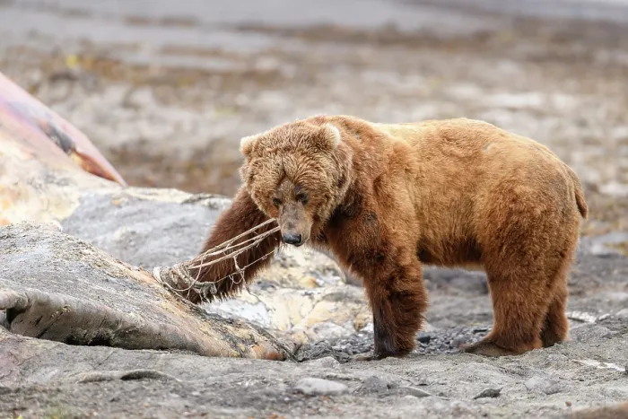 Framed Print : Brown bear (Ursus arctos) feeding on whale carcass on beach, Katmai National Park, Alaska, USA. June Framed Print : Brown bear (Ursus arctos) feeding on whale carcass on beach, Katmai National Park, Alaska, USA. June
